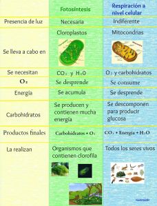 Fotosíntesis y respiración celular (diferencias)